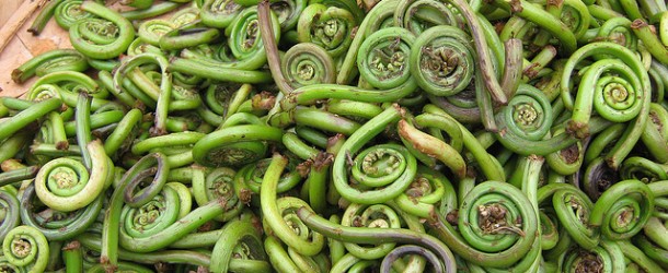Fiddlehead Ferns: A Vegetable with Character