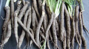 Salsify Season: Ugly but Delicious Root Vegetable