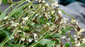 Arugula Flowers: More than a Pretty Garnish