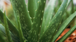 Aloe Vera: Not Just for Sunburns