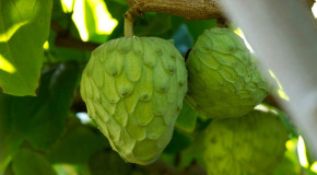 Cherimoya: The Ice Cream Fruit