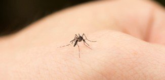 this not that diy bug repellant