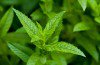 peppermint for energy boost